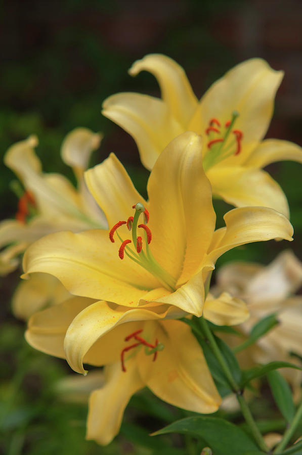 Amazing Grace of Lilies - Vong Photograph by Jenny Rainbow