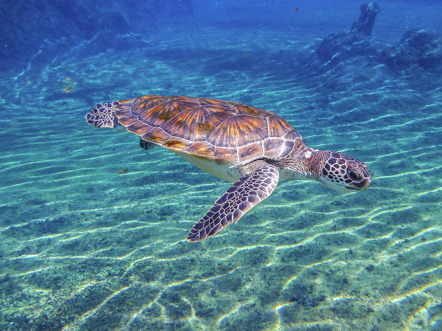 Amazing Green Turtle Photograph By Timothy Cummiskey - Fine Art America