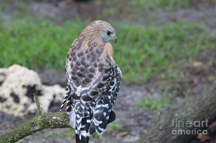 Amazing Hawk With Gorgeous Spotted Feathers Down His Back Photograph By Dejavu Designs