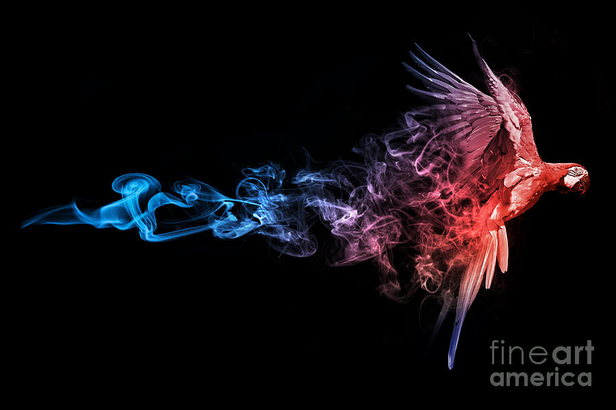 Suriname Photograph - Amazing Image Of A Flying Macaw Parrot by Effect Of Darkness Suriname Photograph - Amazing Image Of A Flying Macaw Parrot by Effect Of Darkness