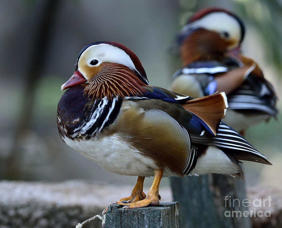 Feet Photograph - Amazing Mandarin Duck Aix Galericulata by Super Prin Feet Photograph - Amazing Mandarin Duck Aix Galericulata by Super Prin