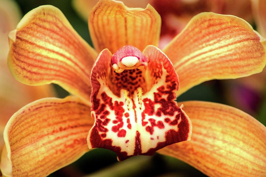 Amazing Orchid Photograph by Don Johnson