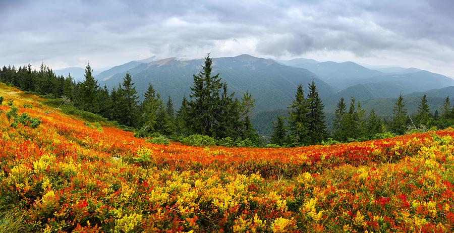 Mountain Photograph - Amazing Panorama With Orange Blueberry by Ivan Kmit