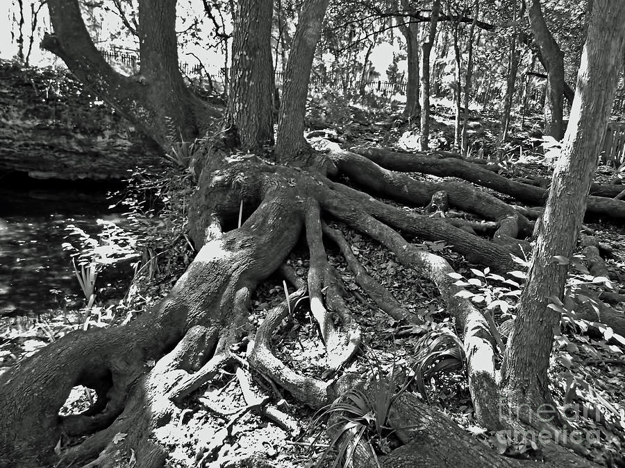 Amazing Roots Black and White Photograph by D Hackett