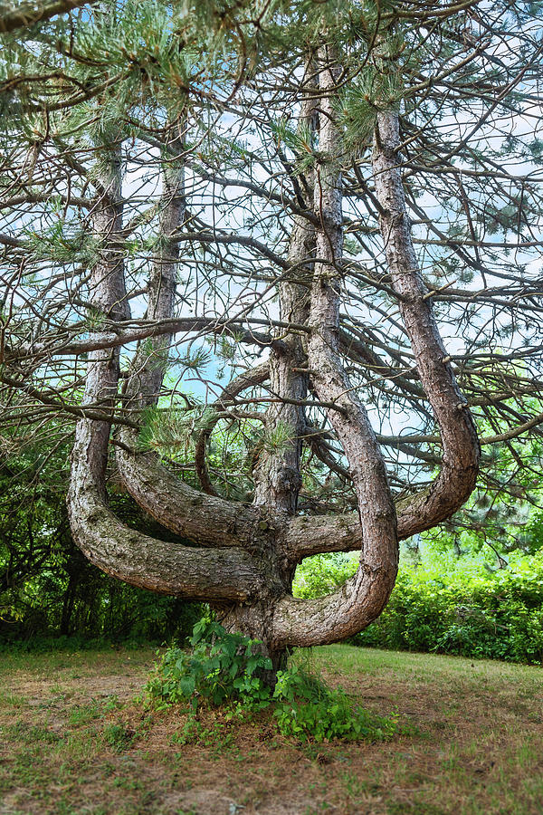 Amazing Tree Limbs Photograph by Joann Long