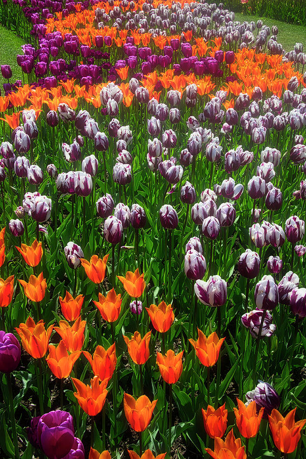 Amazing Tulip Gardens Photograph by Garry Gay
