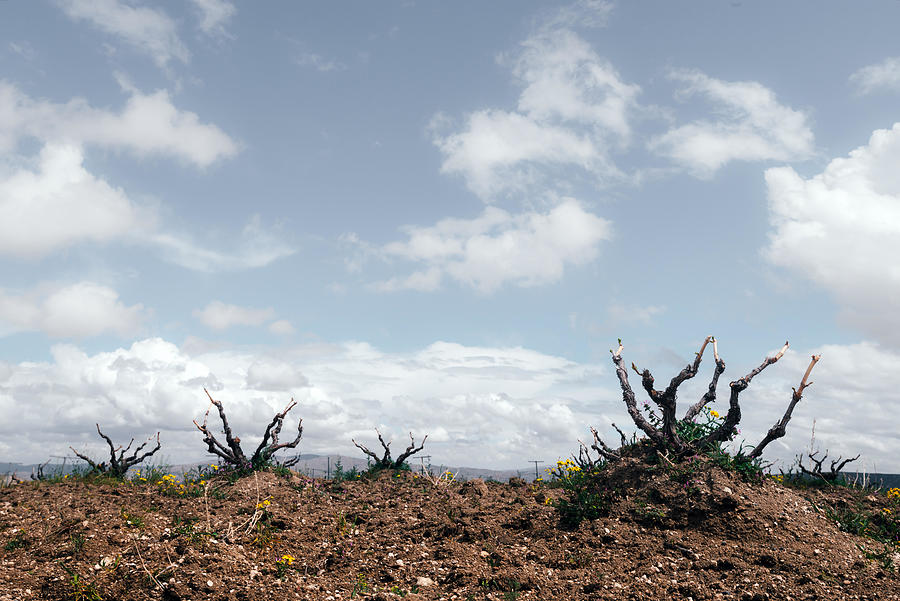 Spring Photograph - Amazing View On Old Vineyard by Ivan Kmit