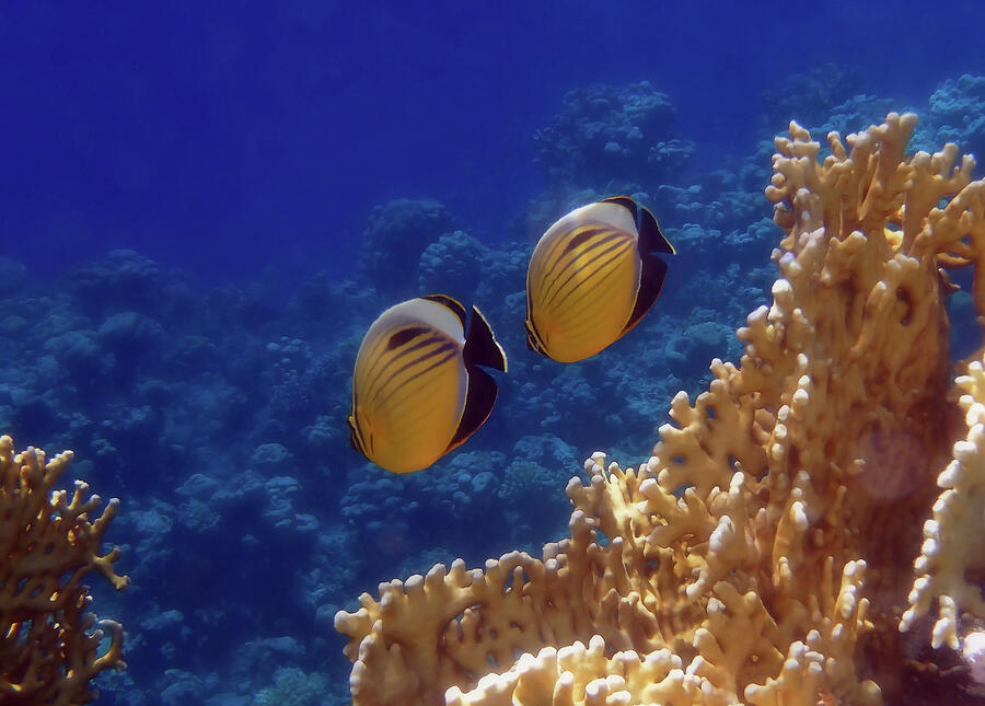 Amazingly Beautiful Red Sea Exquisite Butterflyfish  Photograph by Johanna Hurmerinta