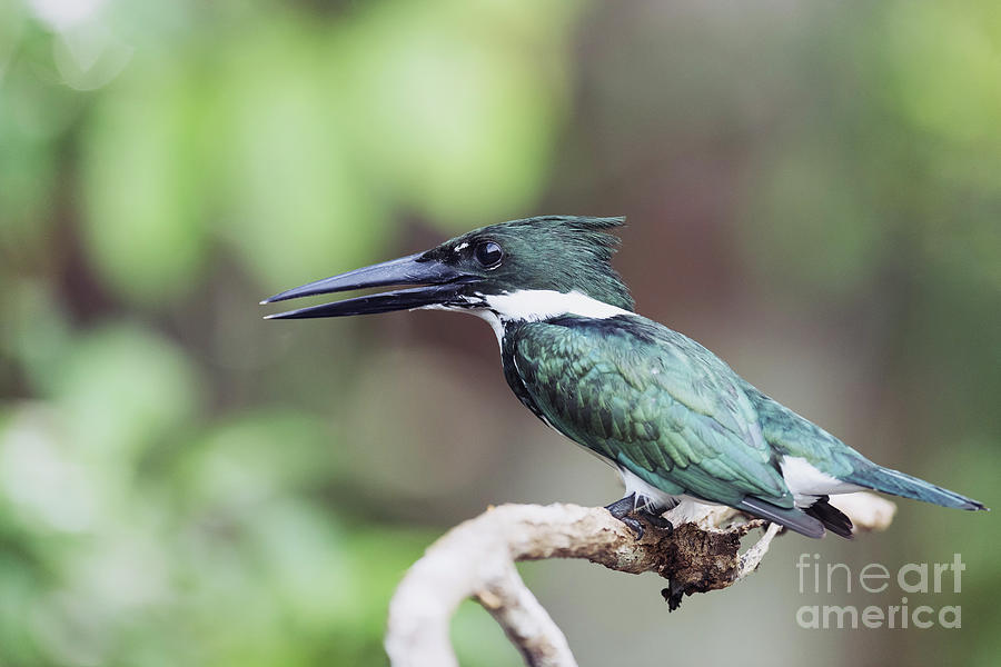 Amazon Kingfisher Photograph by Dr P. Marazzi/science Photo Library