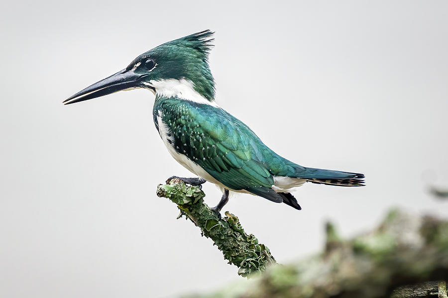Amazon Kingfisher La Fortuna Yopal Casanare Colombia Photograph by Adam Rainoff