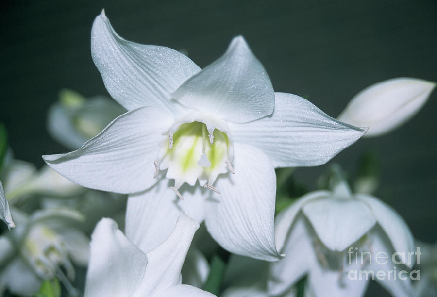 Amazon Lily Flower Photograph by Nick Wiseman/science Photo Library
