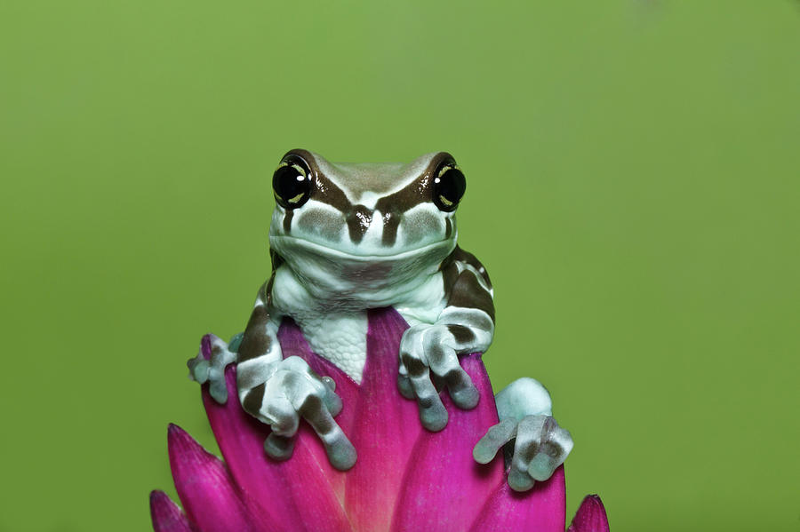 Amazon Milk Frog Trachycephalus by Danita Delimont