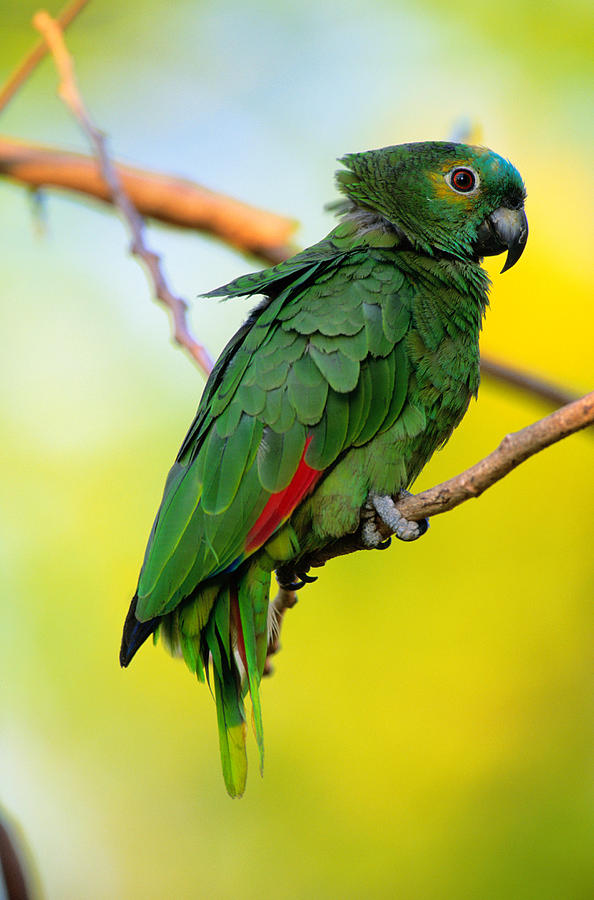 Amazon Parrot Amazona Sp. Pantanal Photograph by Art Wolfe
