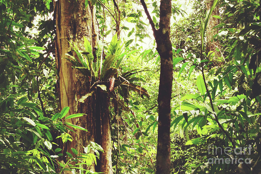 Amazon Rainforest Photograph by Cassandra Buckley