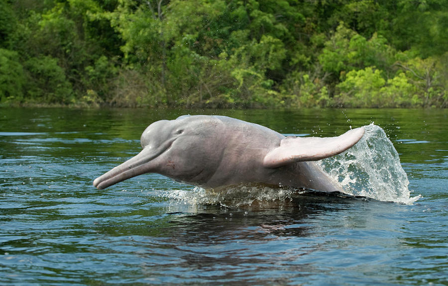 Amazon River Dolphins Inia Geoffrensis Photograph by Nhpa - Fine Art ...