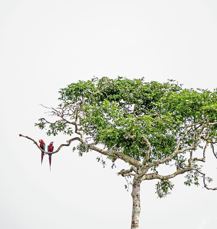 Amazonia Photograph by Angie Schutt