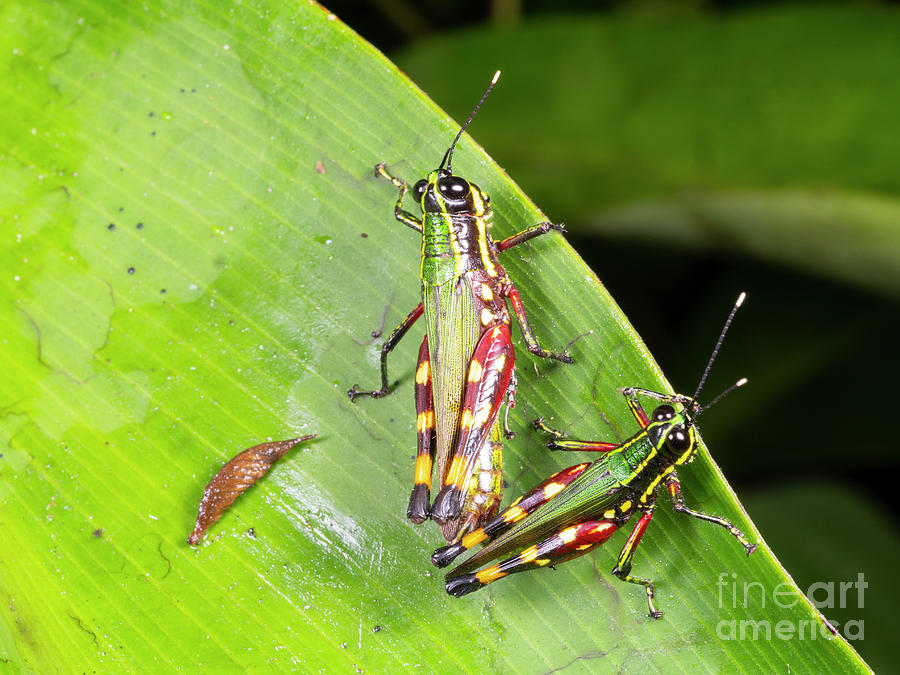 Amazonian Grasshoppers Mating Photograph By Dr Morley Read Science Photo Library Pixels