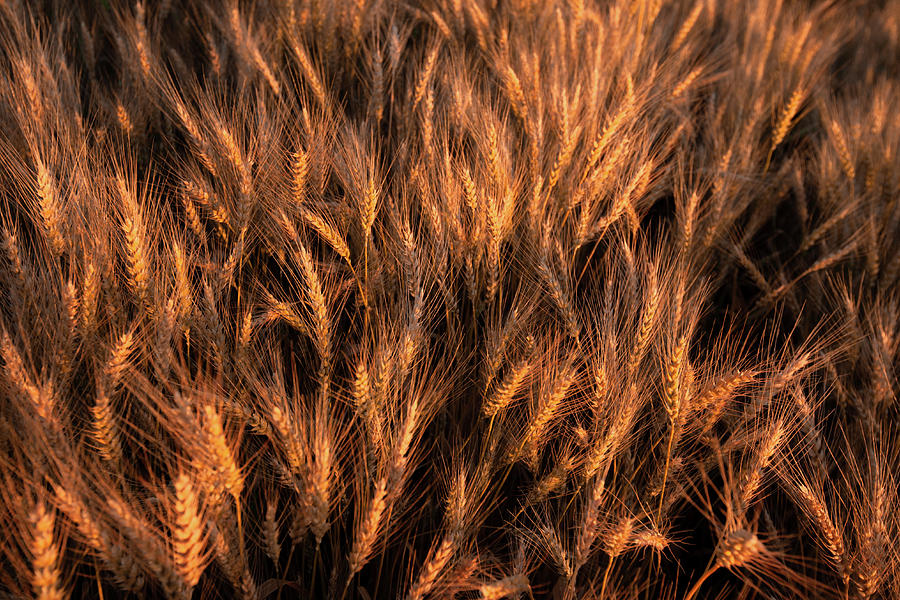 Amber Heads of Wheat Photograph by Todd Klassy