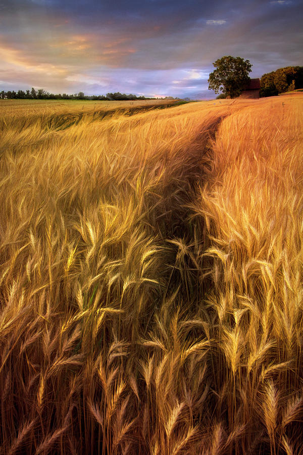 Amber Waves of Grain Blowing in the Wind Photograph by Debra and Dave Vanderlaan
