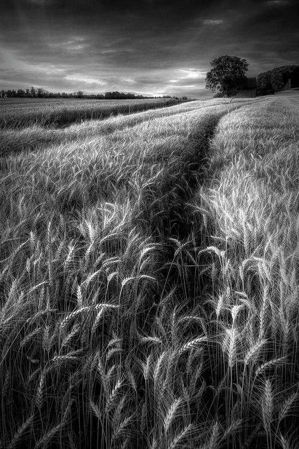 Amber Waves of Grain in Black and White Photograph by Debra and Dave Vanderlaan