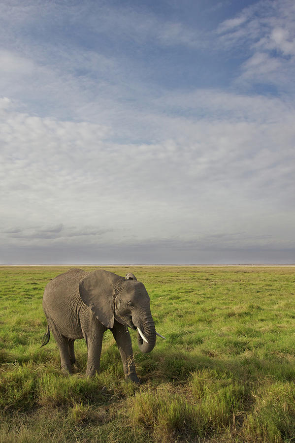 Amboseli Elephant Photograph by Phil Stronge