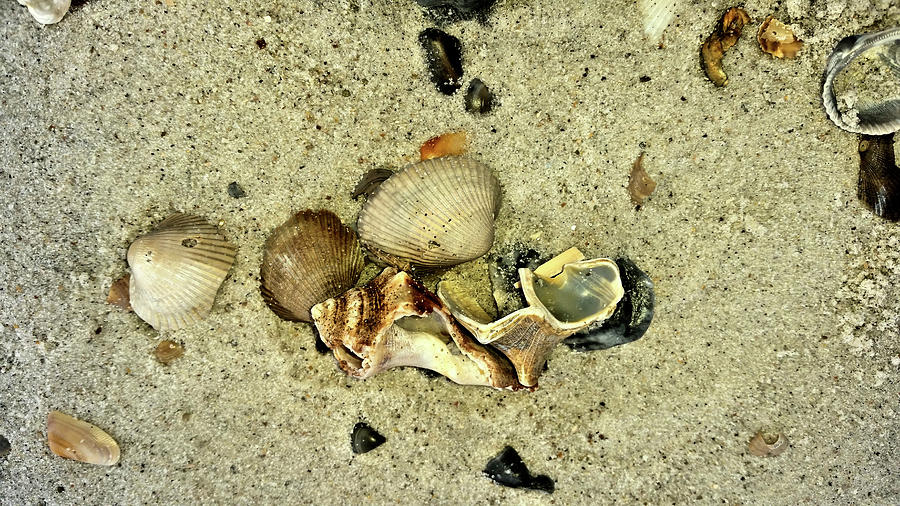 Amelia Island Treasures by Kathy K McClellan Amelia Island Treasures by Kathy K McClellan