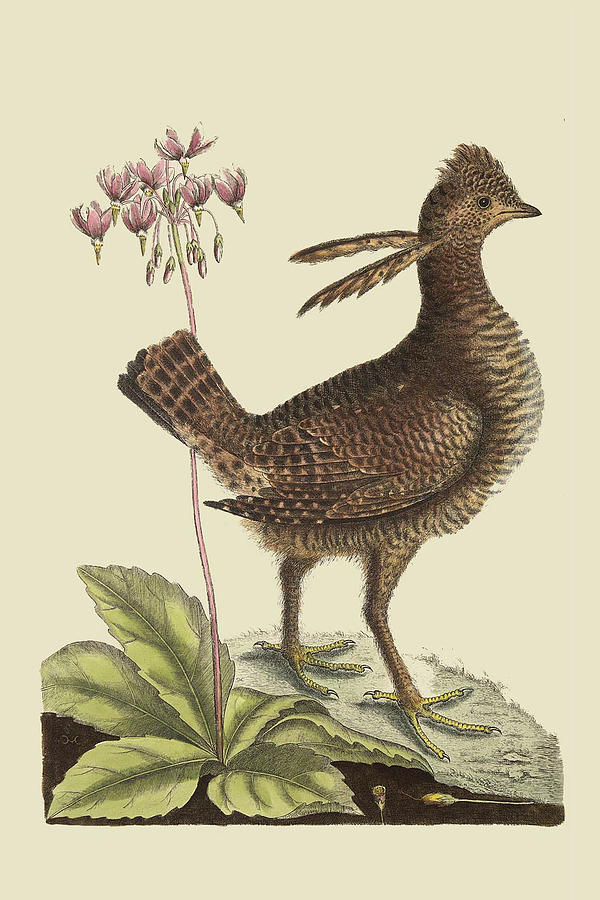 Amercan Partridge Painting by Mark Catesby