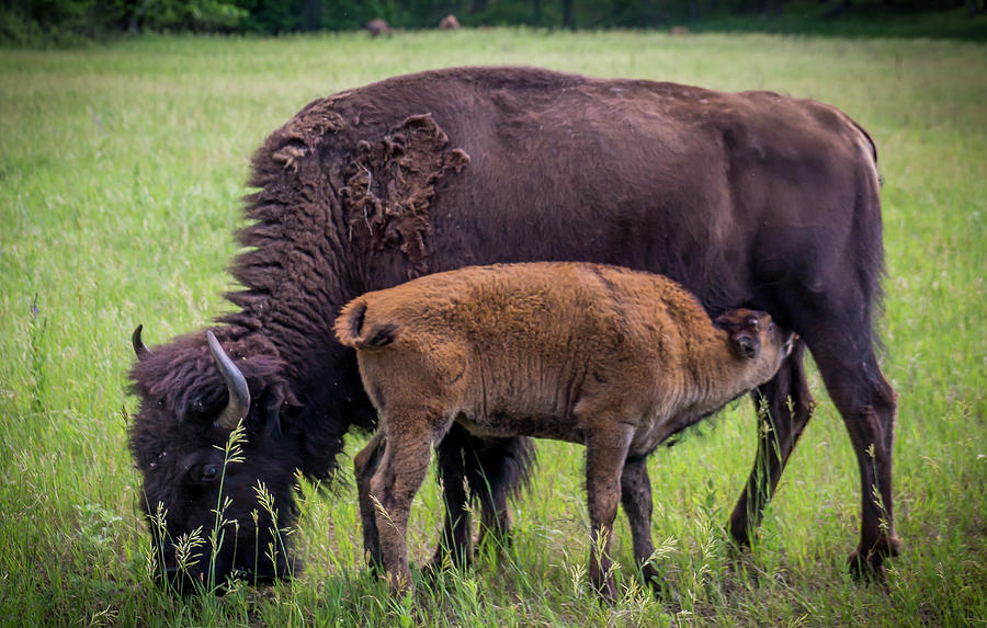 American Bison Nursing her Calf Photograph by Donald Pash