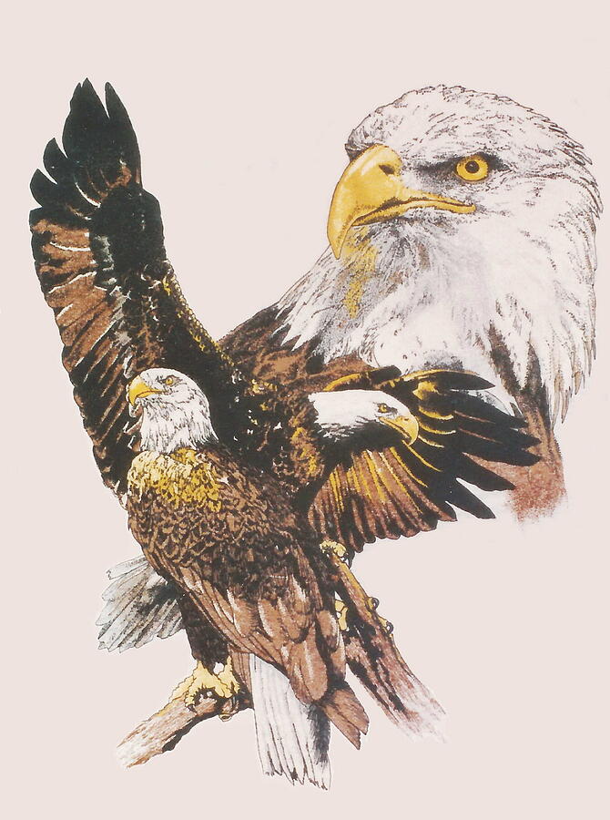 Our National Symbol Drawing by Barbara Keith