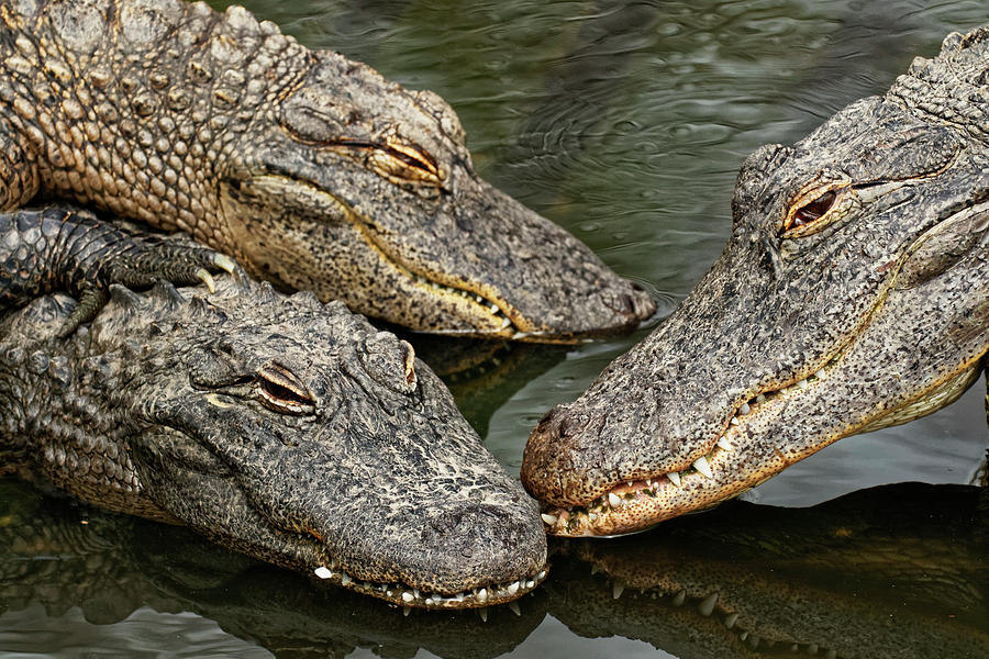 Adam Jones Photograph - American Alligator, Alligator by Adam Jones