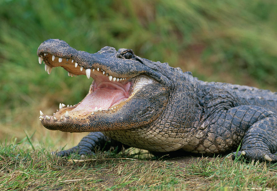 American Alligator  Alligator Photograph by Nhpa