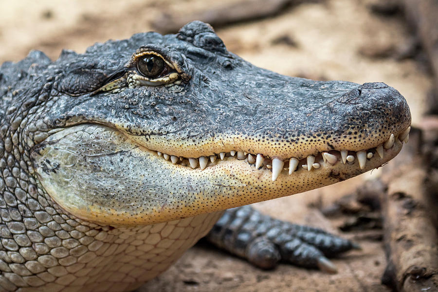 American Alligator Photograph by Arterra Picture Library