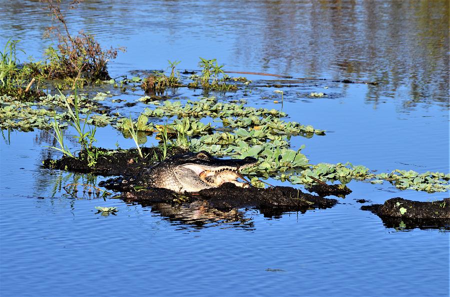 American Alligator Brunch and Wetlands Photograph by Warren Thompson