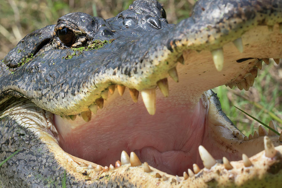 American Alligator, Close-up Photograph by Ivan Kuzmin