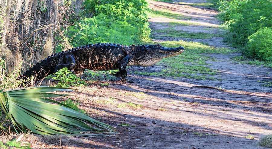 American Alligator crossing a trail Photograph by John Tillard - Fine ...