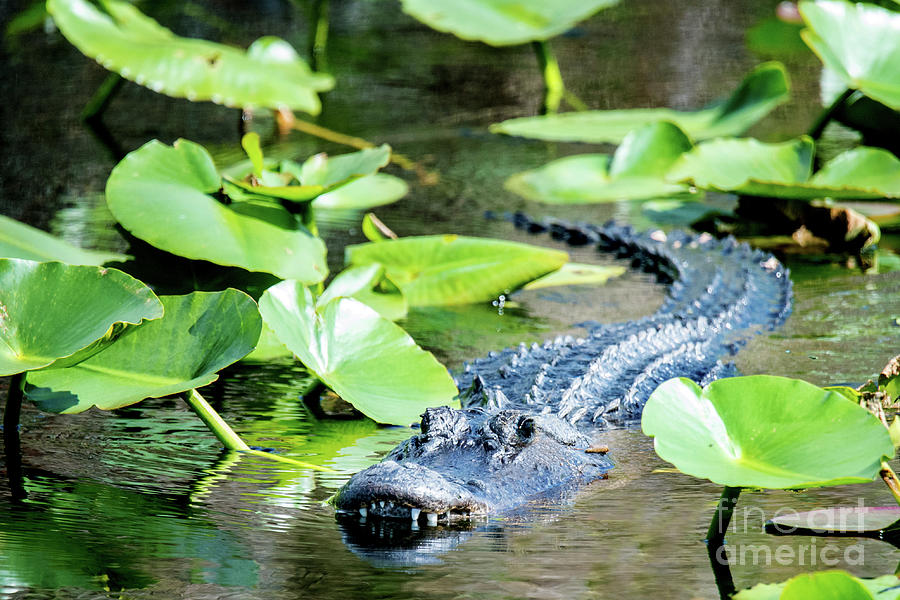 American Alligator Photograph by Ed Taylor