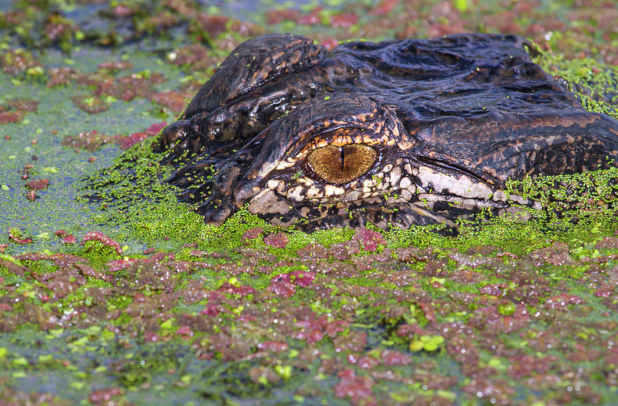 American Alligator Eye Photograph by Ivan Kuzmin