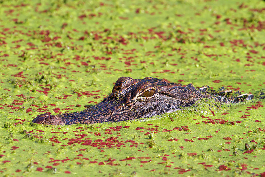 American Alligator Hiding In Duckweed Photograph by Ivan Kuzmin