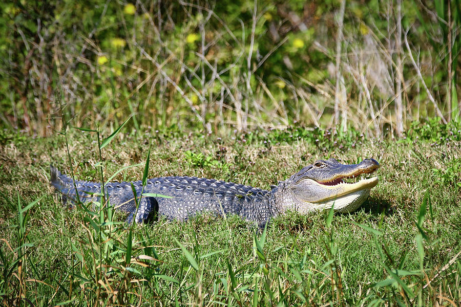 American Alligator Photograph by Jayme Spoolstra - Fine Art America