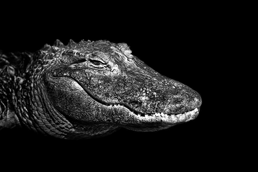 American Alligator Photograph by Malcolm Macgregor