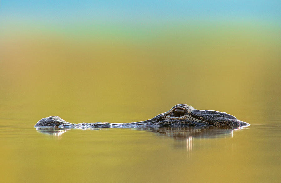 American Alligator, North America Photograph by Tim Fitzharris