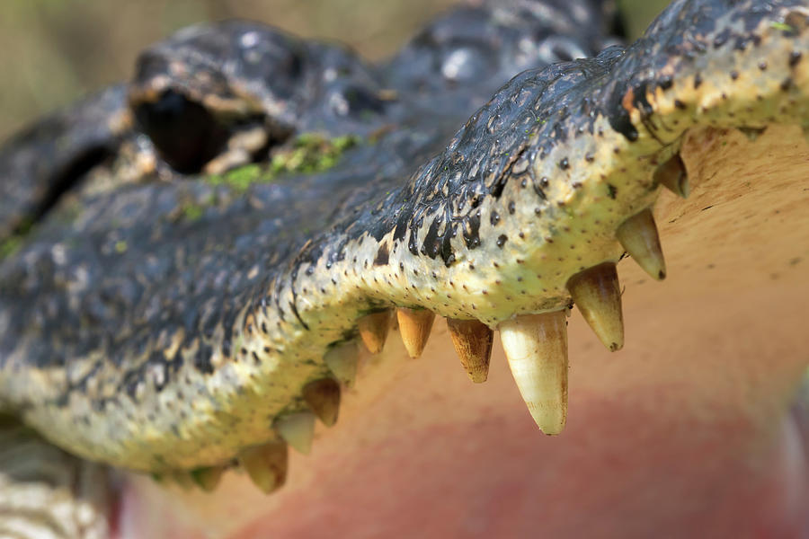 American Alligator Teeth, Close-up Photograph by Ivan Kuzmin