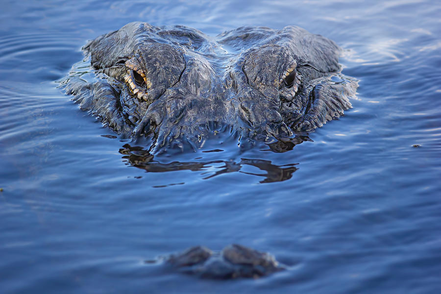 American Alligator Up Close Photograph by Mark Andrew Thomas
