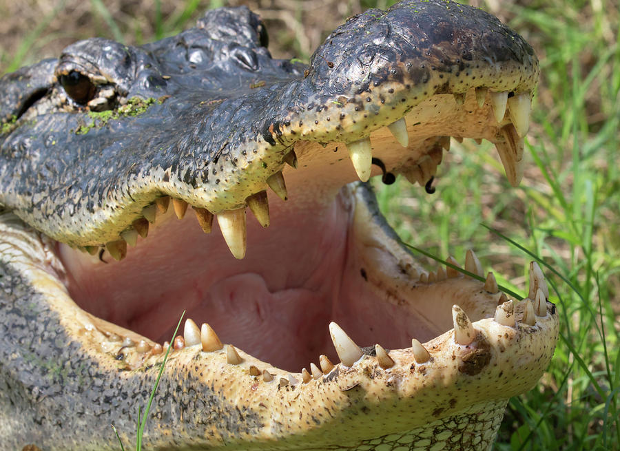 American Alligator With Open Mouth Photograph by Ivan Kuzmin
