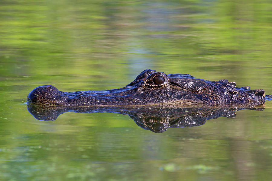 American Alligator With Reflection Photograph by Ivan Kuzmin