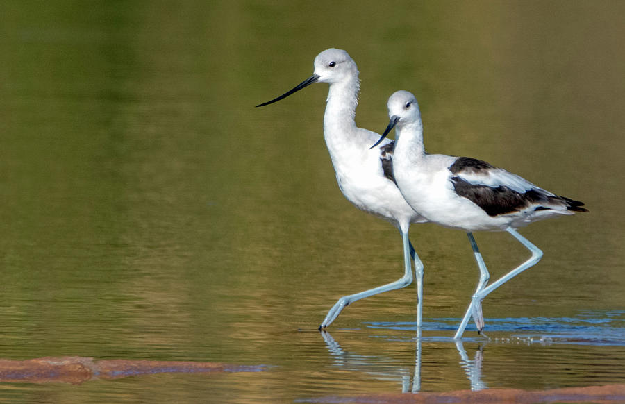 Nature Photograph - American Avocets 4153-110419 by Tam Ryan