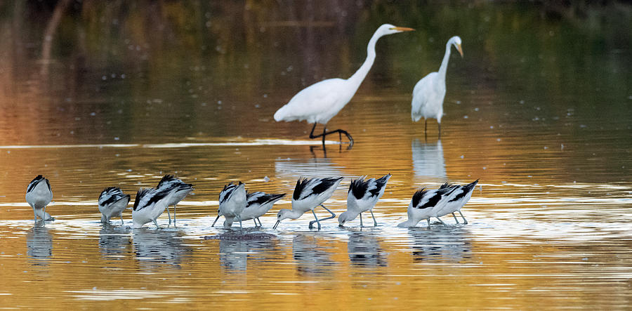 American Avocets and Great Egrets 8690-093019 Photograph by Tam Ryan