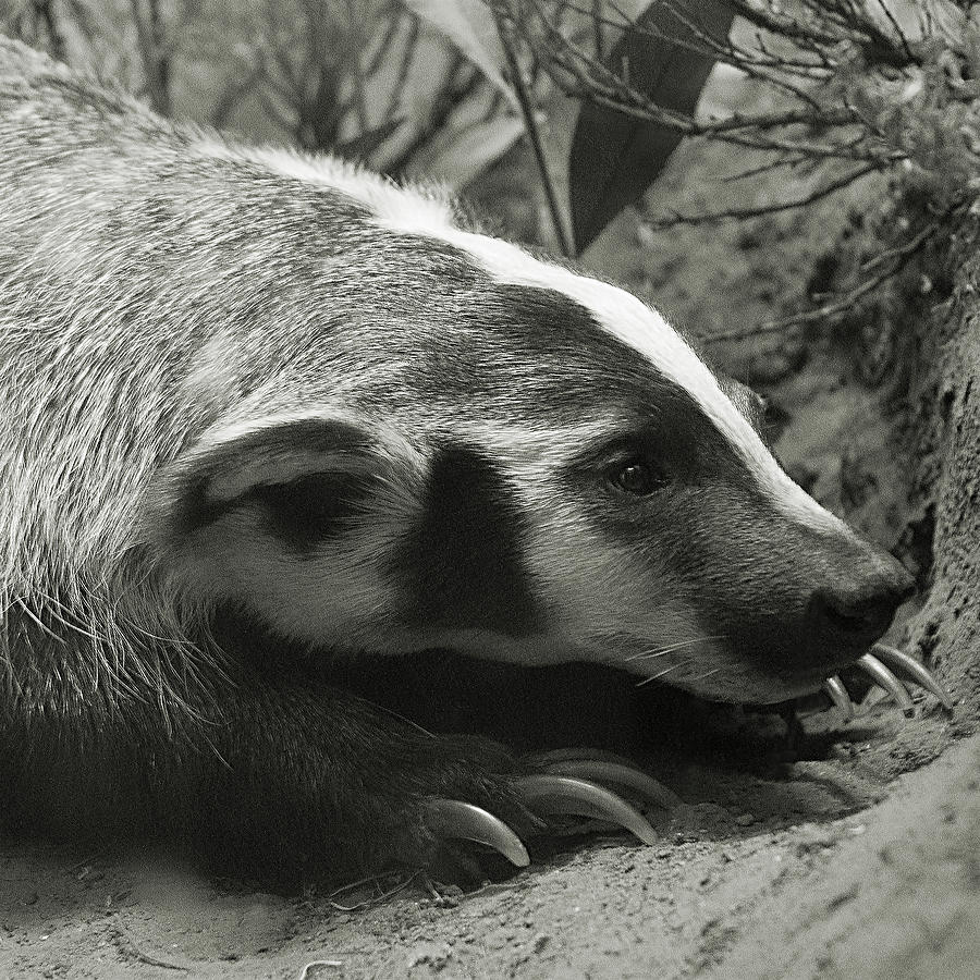 American Badger Photograph by Edward Asher - Fine Art America