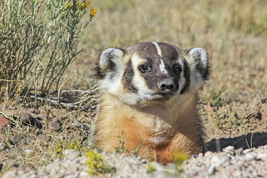 American Badger Burrow Photograph by Jennie Marie Schell