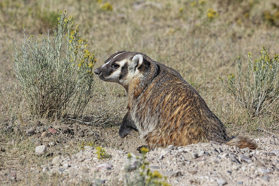 American Badger  Photograph by Jennie Marie Schell